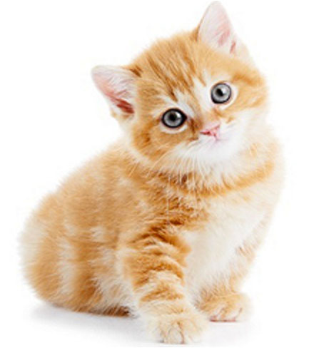 how does neutering affect a cat