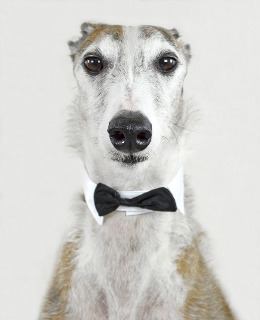Greyhound wearing a bow tie.