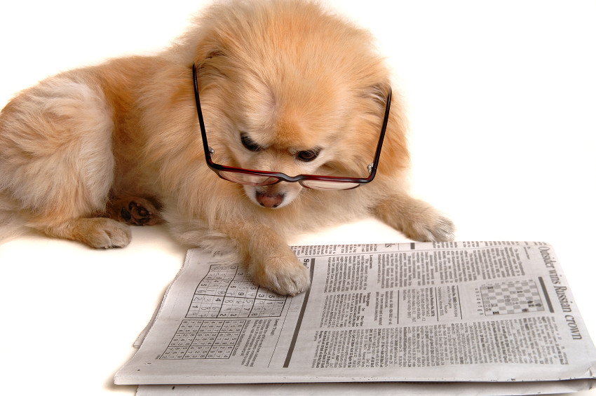 Smart Dog Reading The Newspaper