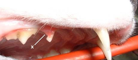 Picture of a cat's mouth showing a tooth with a FORL.
