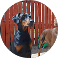 Ian C. profile picture