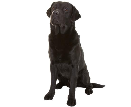 Cushing’s Syndrome in Dogs