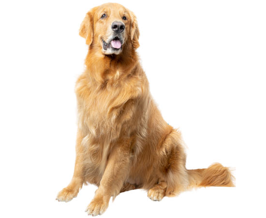 Dog Health Information