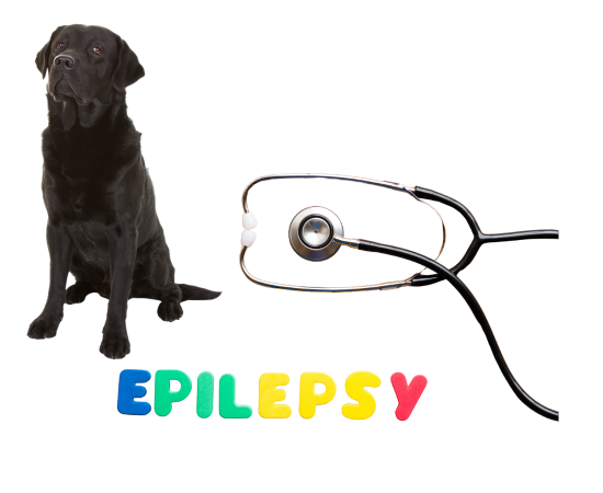 Epilepsy in the Dog