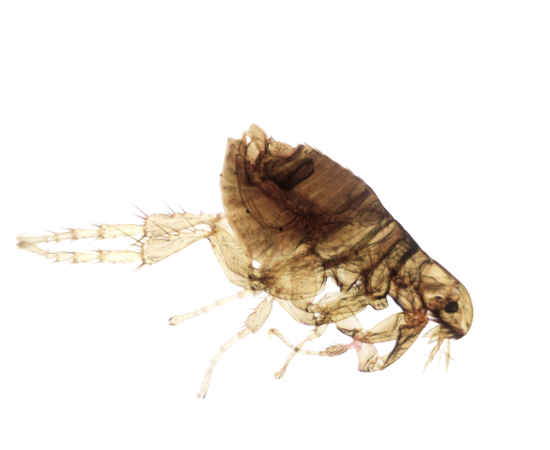 Flea Guarentee