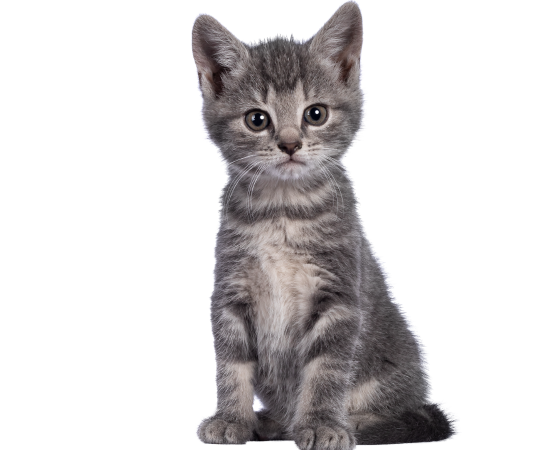 Kitten Health Information