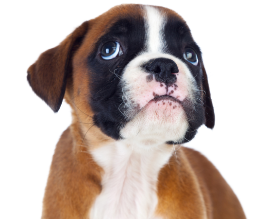Puppy Health Information