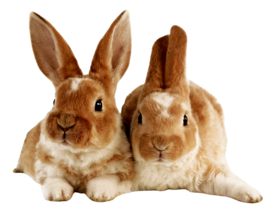 Rabbit Health Section