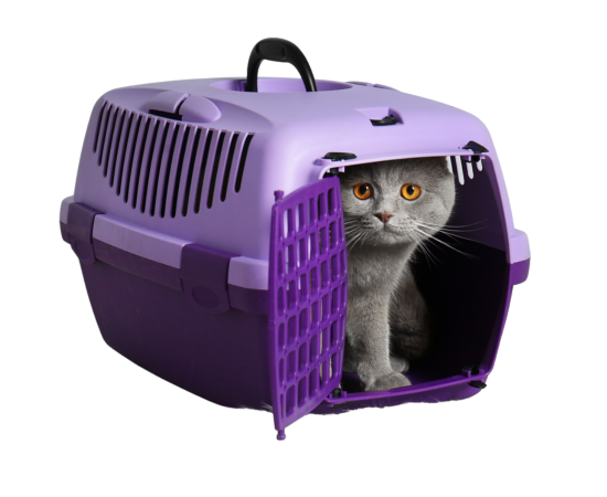 Safeguarding for Cat’s Health Safeguarding for Cat's Health