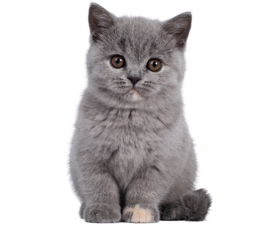 Vaccinating Kittens